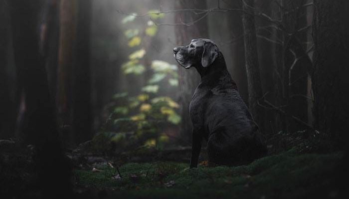 National Geographic vient d’annoncer les meilleures photos de chiens de l’année et ça va vous faire pâmer d’amour