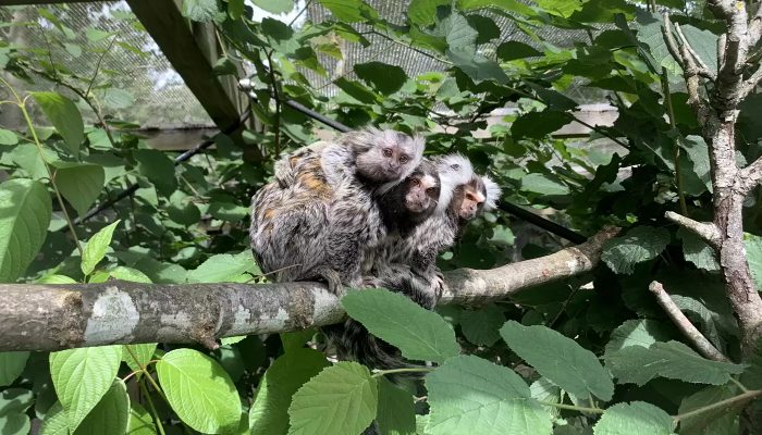 Un singe sauvé est fou de joie de rencontrer ses nouveaux parents après avoir été longtemps négligé