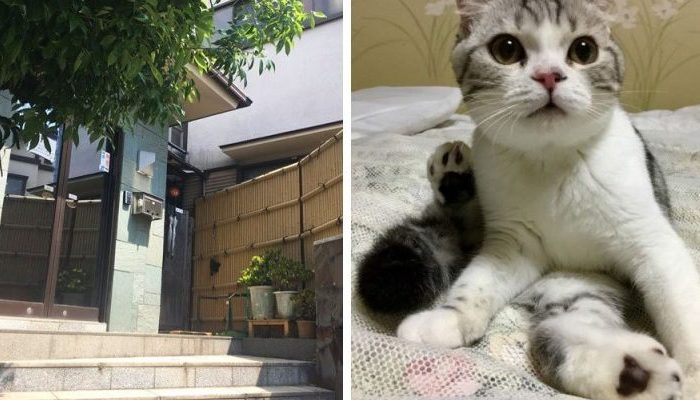 Un hôtel japonais a décidé d’introduire des chats comme une nouvelle approche pour attirer les visiteurs