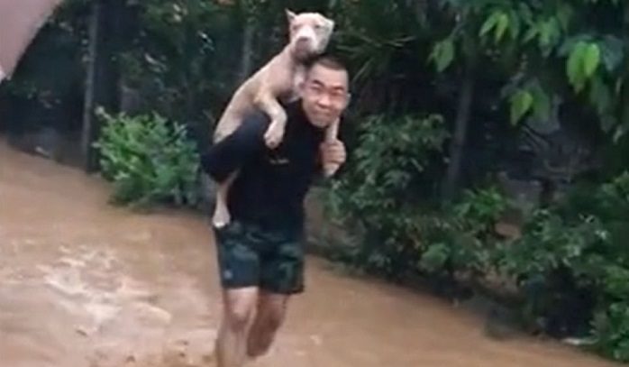 Un soldat portant son pitbull bien-aimé sur son dos le sauvant d’une inondation