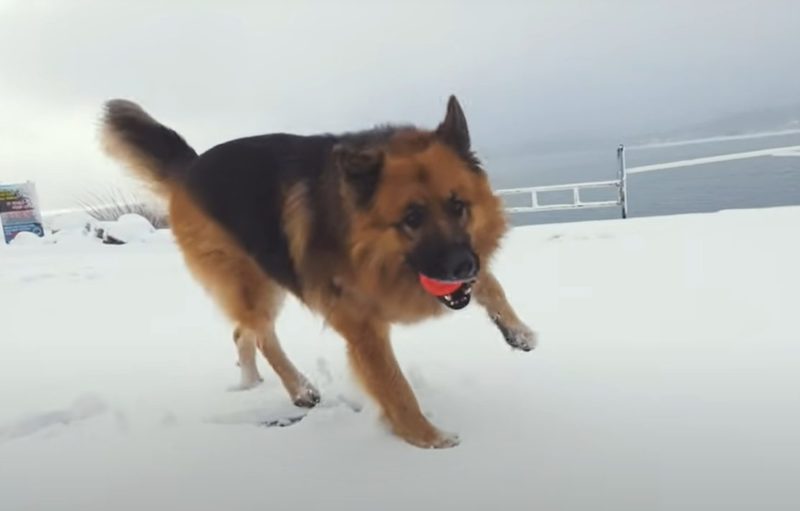 Un chien de sauvetage qui a passé des années enchaîné aboie de joie en voyant l’océan pour la première fois