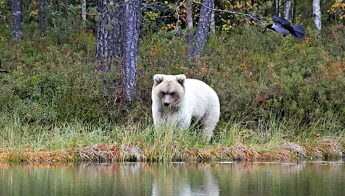 Un ours blanc très unique pris en photo par un professeur du Centre des ressources naturelles