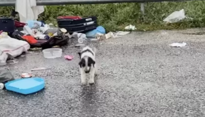 Un chien errant fouille dans les ordures sous une pluie battante jusqu’à ce qu’une gentille dame vienne l’aider