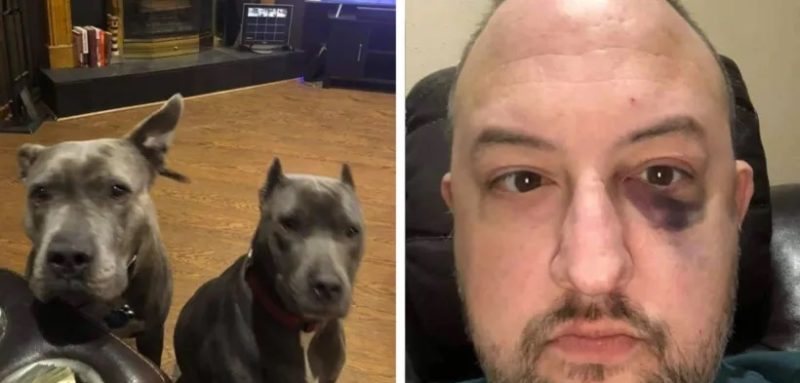 L’homme a ramené à la maison deux pit-bulls abandonnés du refuge, et plus tard ils ont pleinement montré leur gratitude