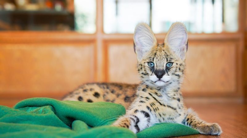 Une femme de Géorgie se réveille et trouve un chat serval sauvage sur son lit