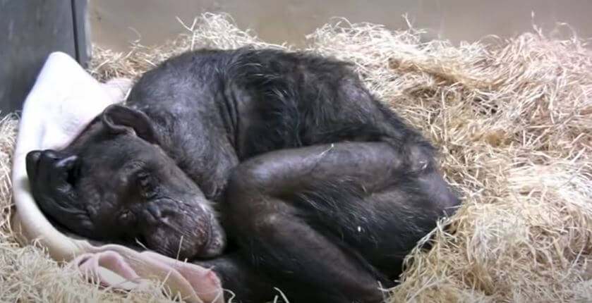 Une chimpanzée mourante de 59 ans nommée Mama est heureuse de revoir son vieil ami humain pour la dernière fois