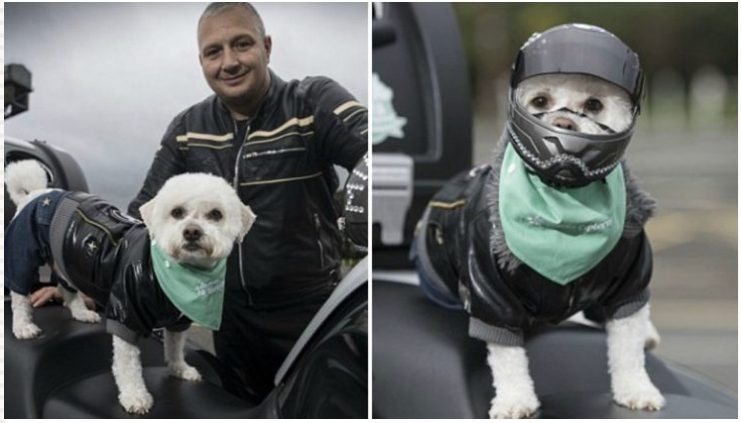 Voici le motocycliste le plus fascinant qui a conquis des milliers de cœurs sur Internet : ce n’est pas un chien ordinaire