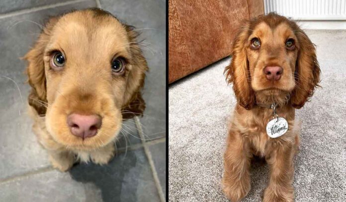 Winnie, le cocker qui a les yeux d’une princesse Disney