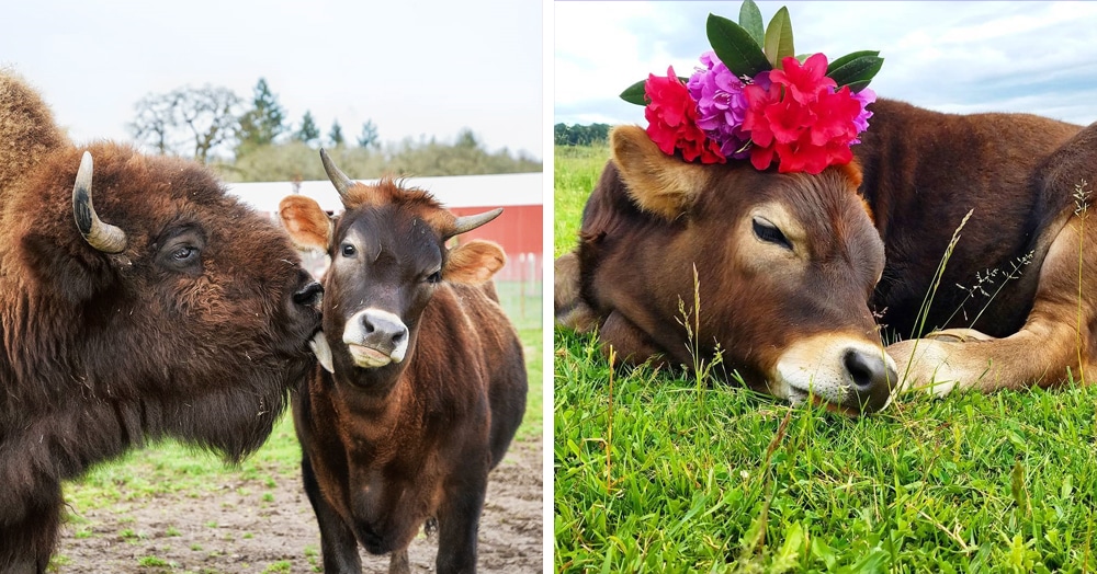 Le bison aveugle et timide n’a jamais eu d’ami à la ferme, jusqu’à ce qu’elle trouve Oliver