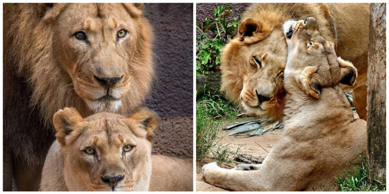 Et ils sont partis en un jour. Un couple de lions âgés est parti ensemble vers l’arc-en-ciel avec l’aide des gens