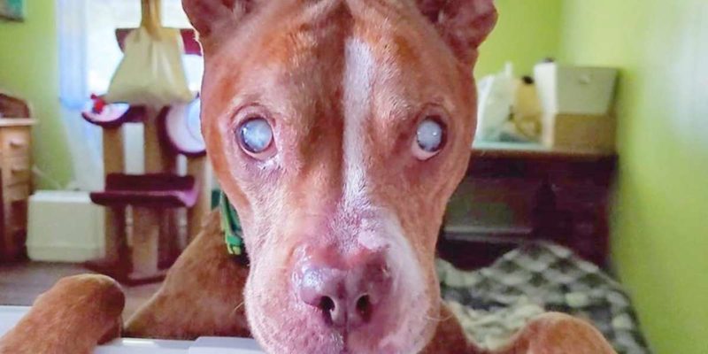 Après avoir retrouvé la vue, un pit-bull aveugle voit ses parents adoptifs bien-aimés pour la première fois