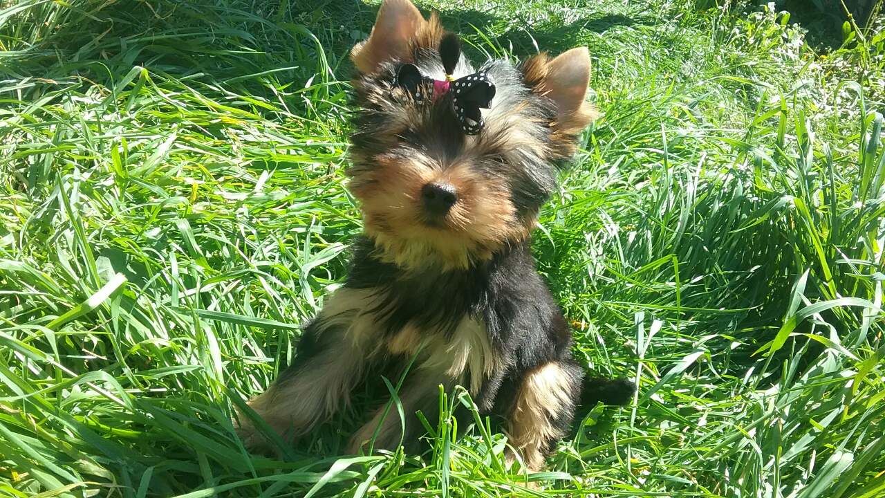 Un chiot vivant seul au milieu des ordures et dormant avec une vieille chaussure fait la rencontre de sa vie