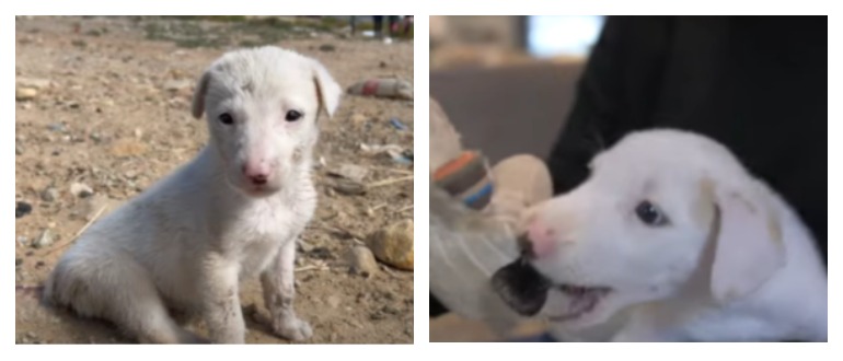 Un chiot dont la queue a été coupée avec des ciseaux trouve un foyer aimant pour toujours : VIDEO