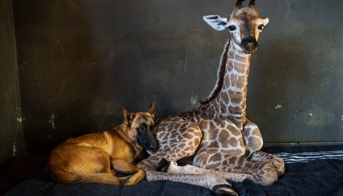 Un chien a adopté une girafe nouveau-née qui avait été laissée dans une réserve faunique