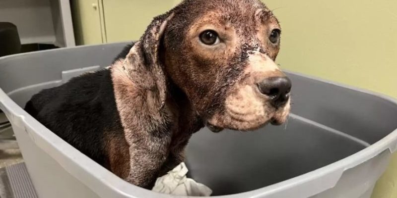 Après avoir été secouru, un chien errant incapable de se lever fait un gros câlin à son sauveteur.