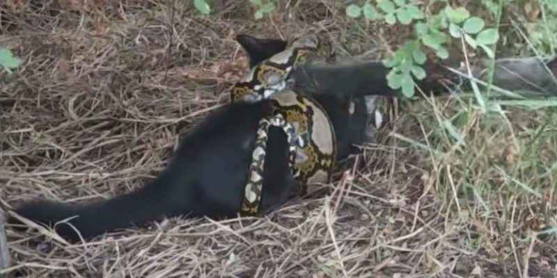 Le chat sauvé ne peut pas croire qu’il est vivant et libre.