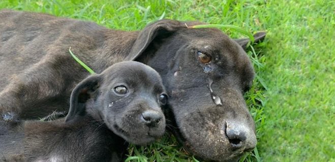 La maman chien criait à l’aide parce qu’elle était épuisée et ne pouvait pas s’occuper de ses chiots