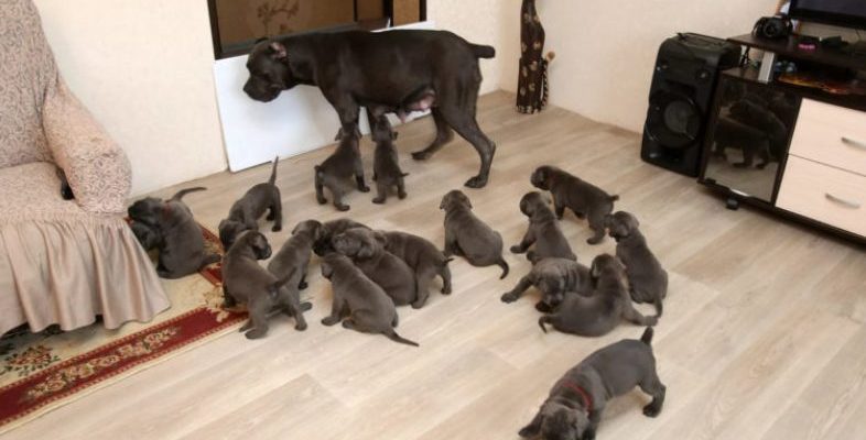 Une chienne a donné naissance à 19 chiots et est devenue une mère héroïque