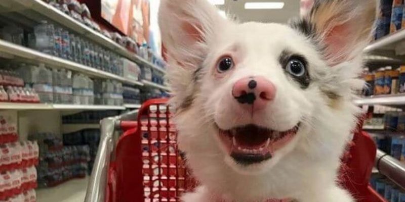 Ce chien semble incroyablement heureux et joyeux, et la raison de cette réaction est hilarante dans sa simplicité