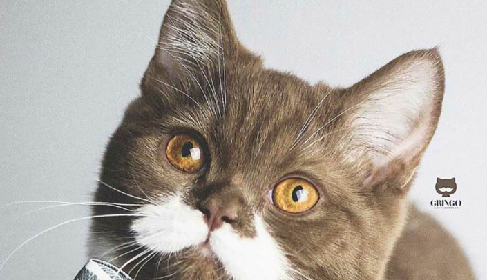 Voici le minou avec la moustache la plus parfaite, qui gagne le cœur de cette famille