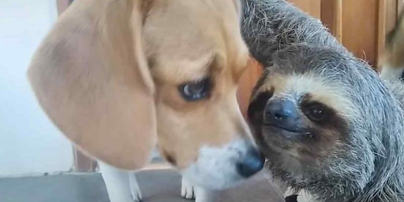 L’amitié avec un paresseux sauvé apprend au Beagle à faire des choses étranges