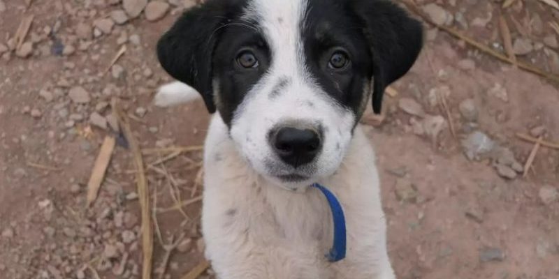 Un chien errant poursuit la voiture d’une femme dans l’espoir d’être secouru