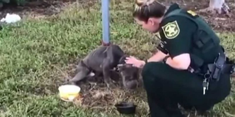 Le policier sauve ce chien longtemps attaché à un poteau