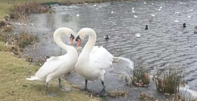 Le cygne, qui a été séparé de son compagnon, était ravi d’être à nouveau réuni avec lui