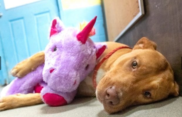 Un chien errant a volé une licorne jouet dans un magasin et attend son adoption