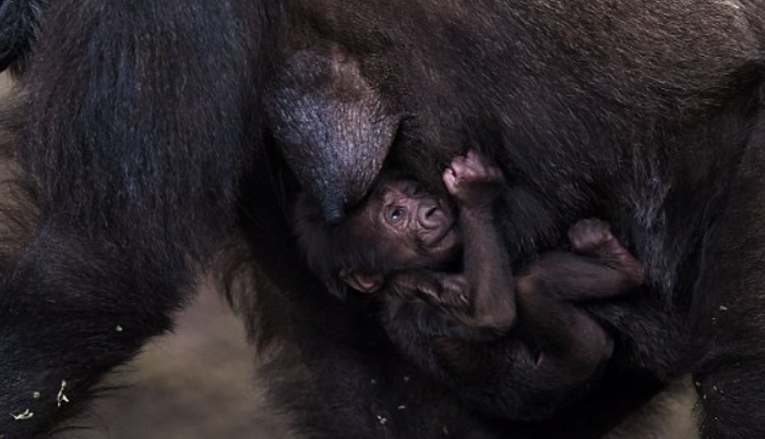 Une maman gorille protectrice montre un lien spécial avec son nouveau-né dans un zoo australien