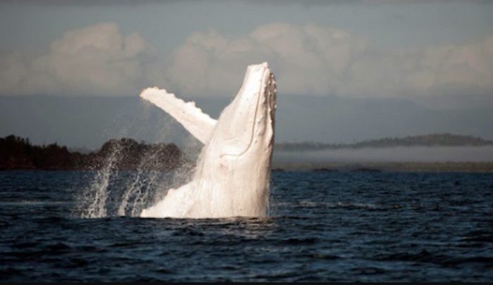 Une rencontre incroyable avec Migaloo, la seule baleine à bosse blanche au monde.