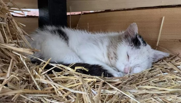 La famille tient tellement à aider un chat errant et à gagner sa confiance qu’elle lui a construit sa propre maison