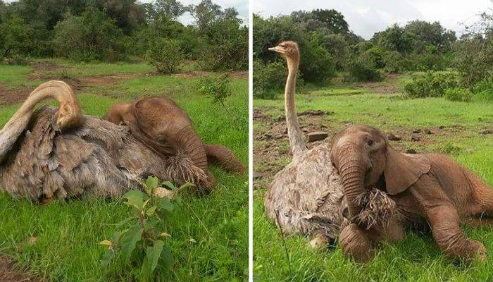 Une autruche dans un refuge pour animaux avait une relation profonde avec un bébé éléphant qu’il a aidé à calmer