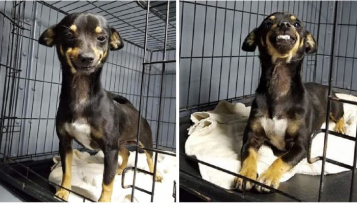 À chaque fois, un petit chien de sauvetage avec un grand sourire gagne le cœur des travailleurs du refuge et finit par trouver une maison pour toujours