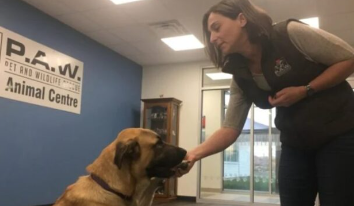 Bravo, héroïne, Serenity est un chien qui a réussi à sauver des vies et mérite tout l’amour du monde