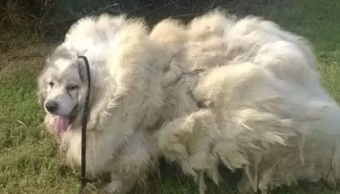 Incroyable transformation pour un chien laissé depuis si longtemps et enveloppé dans tant de laine (36 livres).