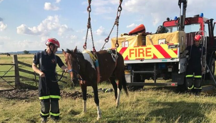 Un cheval excité se coince en essayant d’atteindre la jument