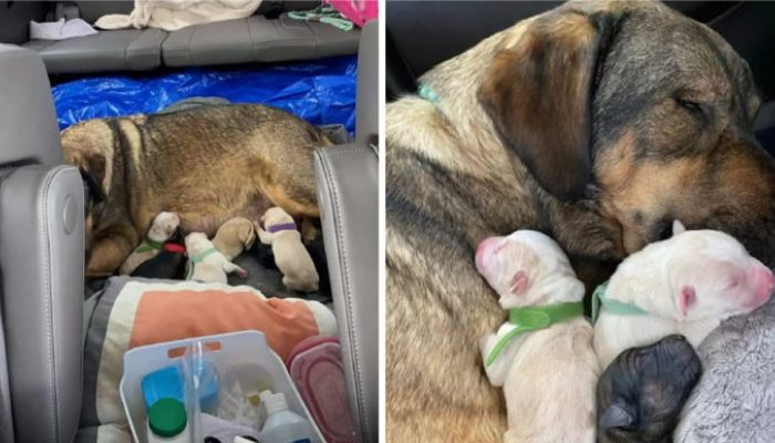 Une famille aimant les animaux voyage 12 heures pour que leur chienne puisse accoucher dans leur propre environnement.