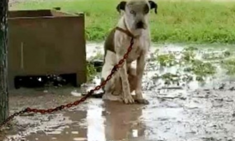 Chien enchaîné qui est méprisé par son propriétaire et ne peut pas s’allonger, ne veut qu’une chose