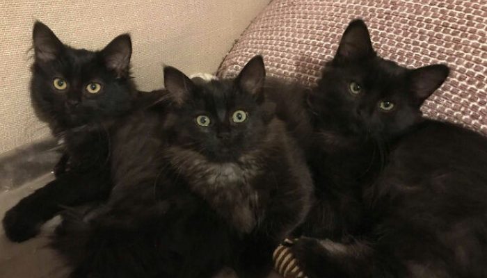 Une fois par jour, une chatte noire errante et ses six chatons rendent visite à la gentille dame qui les nourrit