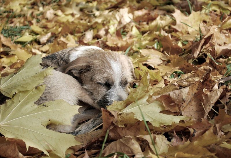 Un photographe ordinaire a aidé à trouver un foyer pour un chien errant