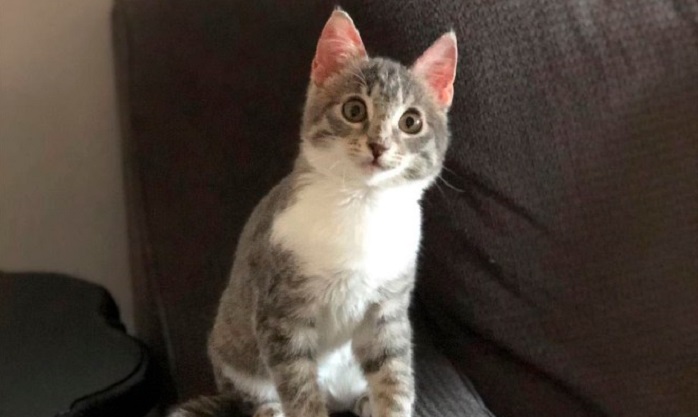 Un petit chaton aux grands yeux adorables est heureux d’avoir été retrouvé