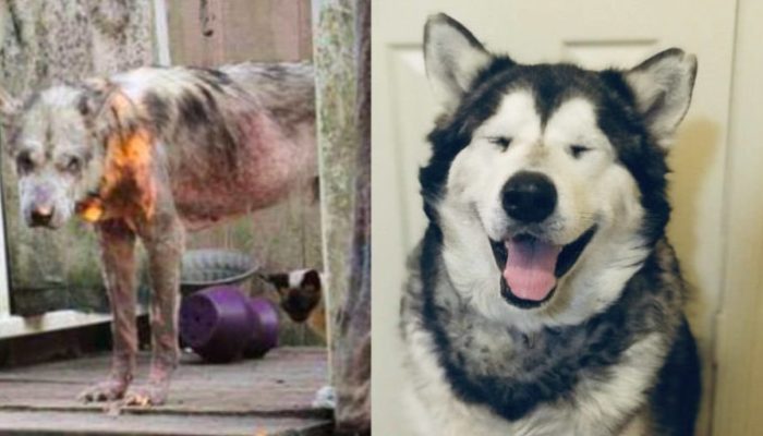 Le nouveau souffle de vie du Malamute d’Alaska est un exemple puissant de la façon dont l’amour et les soins peuvent transformer un chien