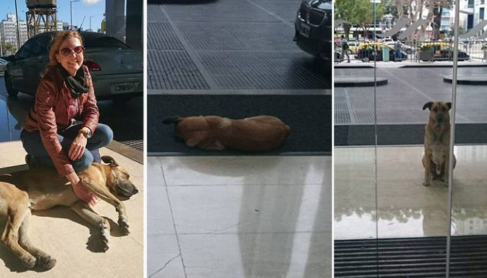 Parce qu’il aime passer du temps avec les gens, le félin sociable est toujours prêt à donner une patte à chaque livreur qu’il croise