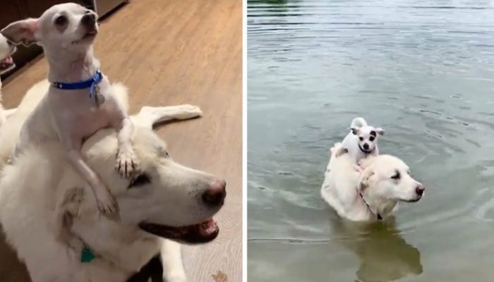 Voici Tima, l’adorable compagnon canin de son frère Bern, qui adore monter à l’arrière