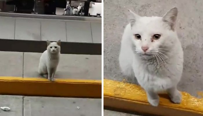 Dans le magasin, il y avait toujours un chat blanc qui attendait que quelque chose se passe