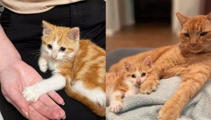 Les chatons font ressortir le meilleur des chats lorsque leurs propriétaires les ramènent à la maison