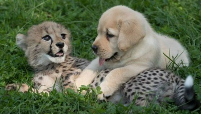 L’amitié d’un petit chien curative d’un guépard