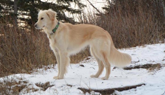 Le chien sauve un aigle à tête blanche offencé, coincé dans la neige