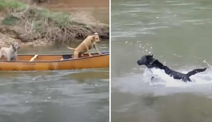 Un Labrador héroïque a vu deux chiens piégés dans un bateau en mouvement et se lance dans l’action pour les sauver